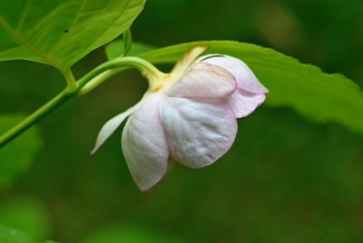 Sinocalycanthus chinensis - sazaníkovec čínský - květ